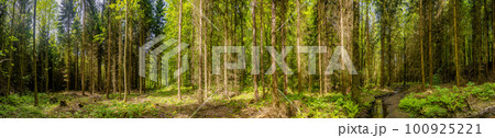 Panoramic view over magical pine trees forest with fern at riverside of Zschopau river near Mittweida town, Saxony, Germany. 100925221