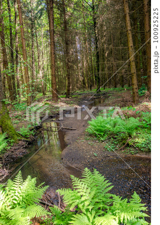 Cover page with magical pine trees forest with fern at riverside of Zschopau river near Mittweida town, Saxony, Germany. 100925225