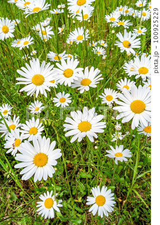 Cover page with white and yellow blossoming daisies, marguerite chamomile flowers in meadow fields at Spring closeup, details. Cover page with white and yellow blossoming daisies, marguerite chamomile flowers in meadow fields at Spring closeup, details. 100925229