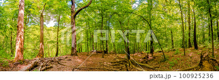 Panoramic view over magical deciduous forest, rocky at riverside of Zschopau river near Mittweida town, Saxony, Germany, at warm sunset and blue Spring sky. 100925236