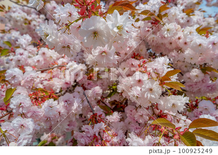 Beautiful pink and rosy decorative cherry tree blossoms. Concept Spring, renewal and happiness. 100925249