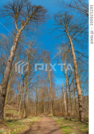 Hiking trail in magical deciduous and pine forest, rocky granite hills landscape at riverside of Zschopau river near Mittweida town, Saxony, Germany, at warm sunset and blue Spring sky. 100925295