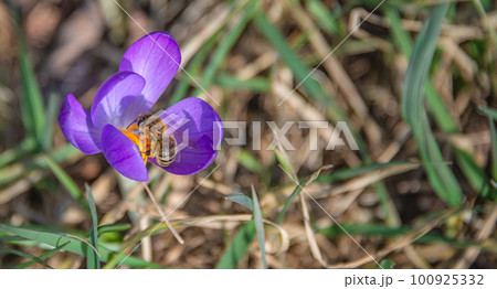 First flowers as snowdrops in early Spring at sunrise in the morning in the park with bees collecting nectar. 100925332