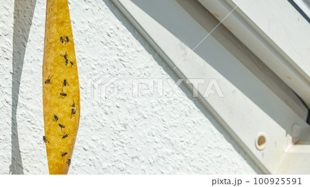 Sticky tape fly trap with crowd of flies on it at the window. Sticky tape fly trap with crowd of flies on it at the window. 100925591
