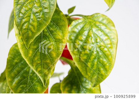 Yellowed dried leaves of pepper grown in a pot in the apartment. Growing vegetables at home, garden on the windowsill, lack of light and trace elements 100925899