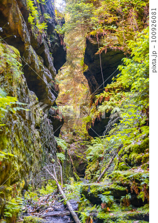 Cover page with magical enchanted fairytale forest with fern, moss, lichen and sandstone rocks at the hiking trail Malerweg in the national park Saxon Switzerland near Dresden, Saxony, Germany. 100926081