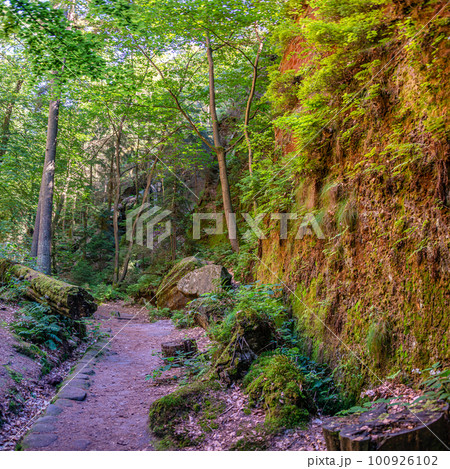 Cover page with magical enchanted fairytale forest with moss, lichen and fern at the hiking trail Malerweg in the national park Saxon Switzerland near Dresden, Saxony, Germany. Cover page with magical enchanted fairytale forest with moss, lichen and fern at the hiking trail Malerweg in the national park Saxon Switzerland near Dresden, Saxony, Germany. 100926102