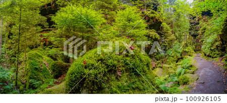 Panoramic view over magical enchanted fairytale forest with moss, lichen and fern at the hiking trail Malerweg in the national park Saxon Switzerland near Dresden, Saxony, Germany. Panoramic view over magical enchanted fairytale forest with moss, lichen and fern at the hiking trail Malerweg in the national park Saxon Switzerland near Dresden, Saxony, Germany. 100926105