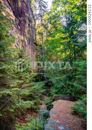 Cover page with magical fairytale forest with fern, moss and rocks at the hiking trail called Malerweg in the national park Saxon Switzerland near Dresden and Czechish border, Saxony, Germany. Cover page with magical fairytale forest with fern, moss and rocks at the hiking trail called Malerweg in the national park Saxon Switzerland near Dresden and Czechish border, Saxony, Germany. 100926113