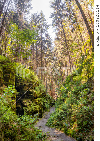 Cover page with magical fairytale forest with fern, moss and rocks at the hiking trail called Malerweg in the national park Saxon Switzerland near Dresden and Czechish border, Saxony, Germany. Cover page with magical fairytale forest with fern, moss and rocks at the hiking trail called Malerweg in the national park Saxon Switzerland near Dresden and Czechish border, Saxony, Germany. 100926114