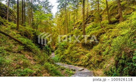 Panoramic view over magical fairytale forest at the hiking trail in the national park Saxon Switzerland near Dresden and Czechish border, Saxony, Germany. Panoramic view over magical fairytale forest at the hiking trail in the national park Saxon Switzerland near Dresden and Czechish border, Saxony, Germany. 100926118