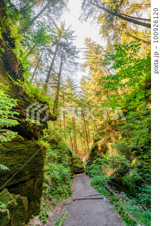 Cover page with magical fairytale forest with fern, moss and rocks at the hiking trail called Malerweg in the national park Saxon Switzerland near Dresden and Czechish border, Saxony, Germany. 100926120