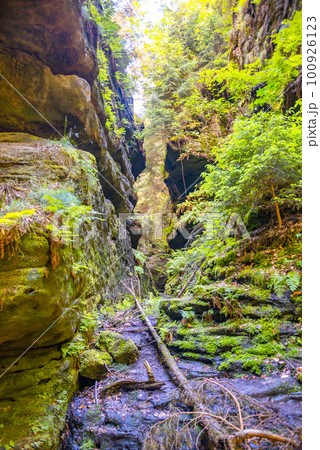 Cover page with magical fairytale forest at the hiking trail called Malerweg in the national park Saxon Switzerland near Dresden and Czechish border, Saxony, Germany 100926123