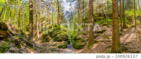 Panoramic view over magical fairytale forest at the hiking trail in the national park Saxon Switzerland near Dresden and Czechish border, Saxony, Germany. 100926137