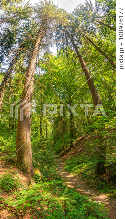 Cover page with magical pine trees forest with ferns at the hiking trail in the national park Saxon Switzerland near Dresden and Czechish border, Saxony, Germany. Cover page with magical pine trees forest with ferns at the hiking trail in the national park Saxon Switzerland near Dresden and Czechish border, Saxony, Germany. 100926177