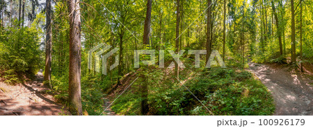 Panoramic view with magical pine trees forest with ferns at the hiking trail in the national park Saxon Switzerland near Dresden and Czechish border, Saxony, Germany. 100926179