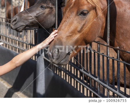 A woman feeds a red beautiful horse with a carrot from her hand 100926755