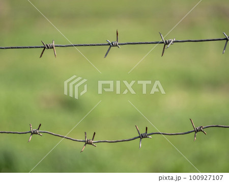 Barbed wire on the background of a field of green grass 100927107
