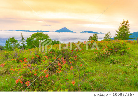 【富士山】初夏の甘利山から見た朝焼けの富士山とレンゲツツジと雲海【山梨県】 100927267
