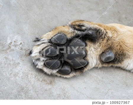 Front paw of a sleeping lioness with claws 100927367