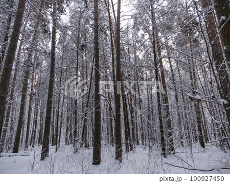 Beautiful winter forest after snowfall, branches covered in snow Beautiful winter forest after snowfall, branches covered in snow 100927450