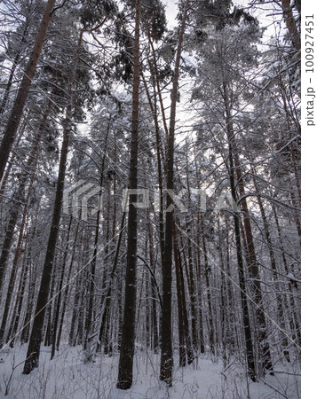 Beautiful winter forest after snowfall, branches covered in snow 100927451