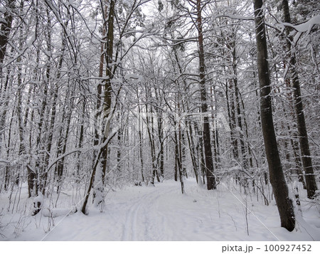 Beautiful winter forest after snowfall, branches covered in snow 100927452