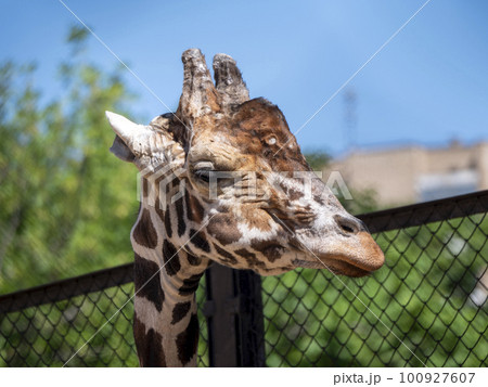 Beautiful giraffe stands tall on blue sky background 100927607