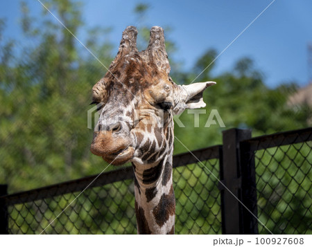 Beautiful giraffe stands tall on blue sky background 100927608
