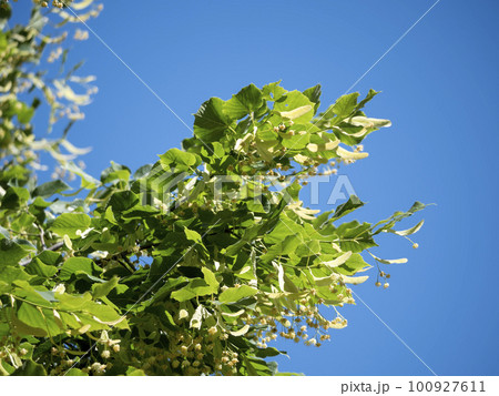 Linden tree in bloom, against a green leave 100927611