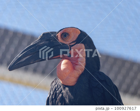 Kaffir Horned Raven standing on a close up Kaffir Horned Raven standing on a close up 100927617