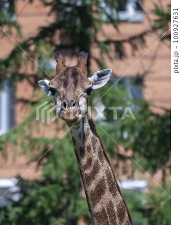 Beautiful giraffe stands tall on blue sky background Beautiful giraffe stands tall on blue sky background 100927631