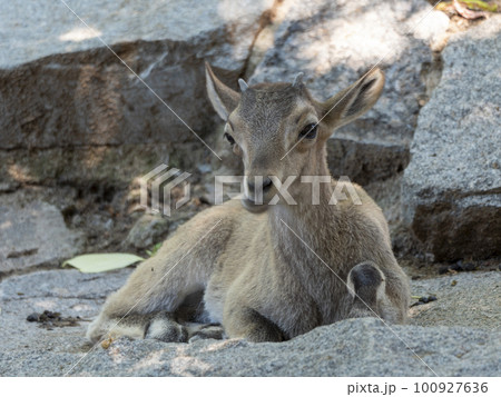 Beautiful mountain goat with helical long horns on the background of rocks 100927636