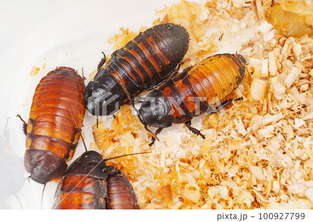 a large hissing Madagascar cockroach in sawdust on a white surface. 100927799