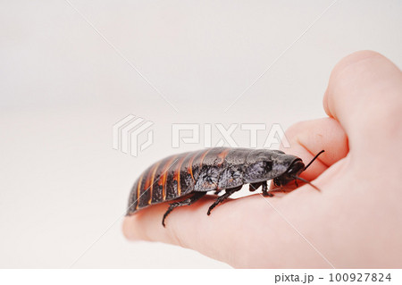 a large hissing Madagascar cockroach in children's hands a large hissing Madagascar cockroach in children's hands 100927824