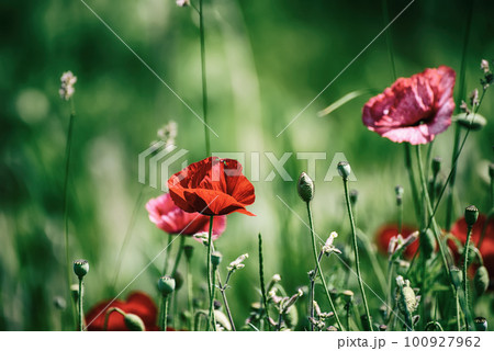 Red spring poppy 100927962