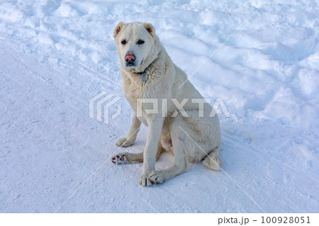 White Dog Snow White Dog Snow 100928051