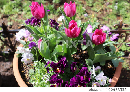 チューリップとパンジーの寄せ植え 100928535