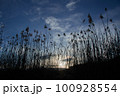 Reeds contrasted against a blue sky with clouds 100928554