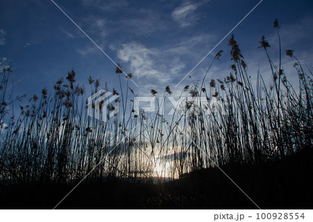 Reeds contrasted against a blue sky with clouds 100928554
