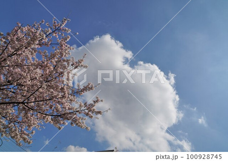 雲のある青空に白い雲と桜の花 雲のある青空に白い雲と桜の花 100928745