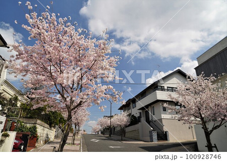満開の桜が咲く住宅街の風景 100928746