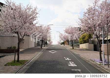 桜並木が続くつくし野の道 桜並木が続くつくし野の道 100928752