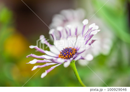 早春の花 100929046
