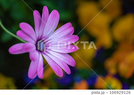 早春の花花 100929126