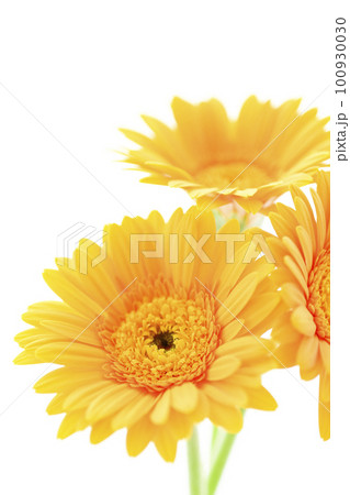 明るく黄色い太陽のようなガーベラの花 明るく黄色い太陽のようなガーベラの花 100930030