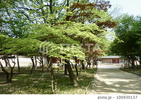 新緑に包まれた宗廟、世界遺産、韓国 29 新緑に包まれた宗廟、世界遺産、韓国 29 100930137