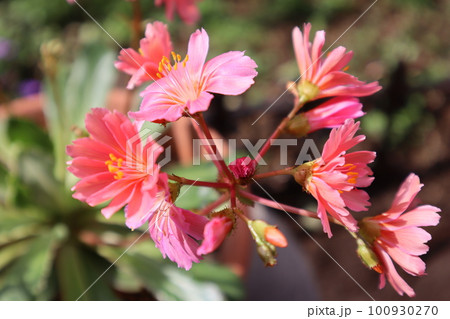 春の庭に咲くレウイシアの花 100930270
