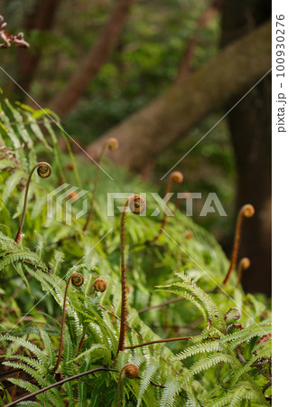 春の訪れ、山に自生するゼンマイ 縦 100930276