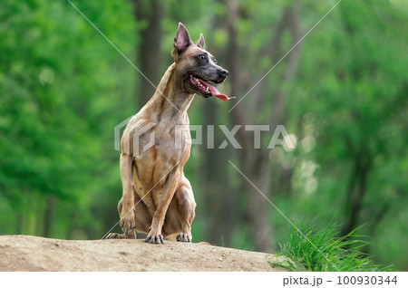 Funny happy dog of belgian malinois breed sitting in the forest at summer 100930344
